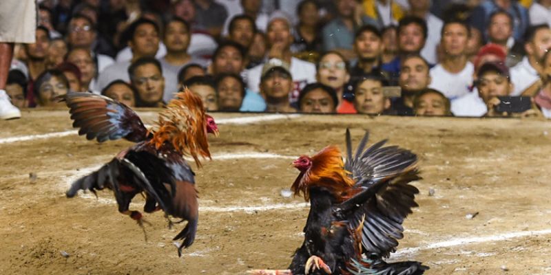 Ưu điểm của sảnh đá gà FB88